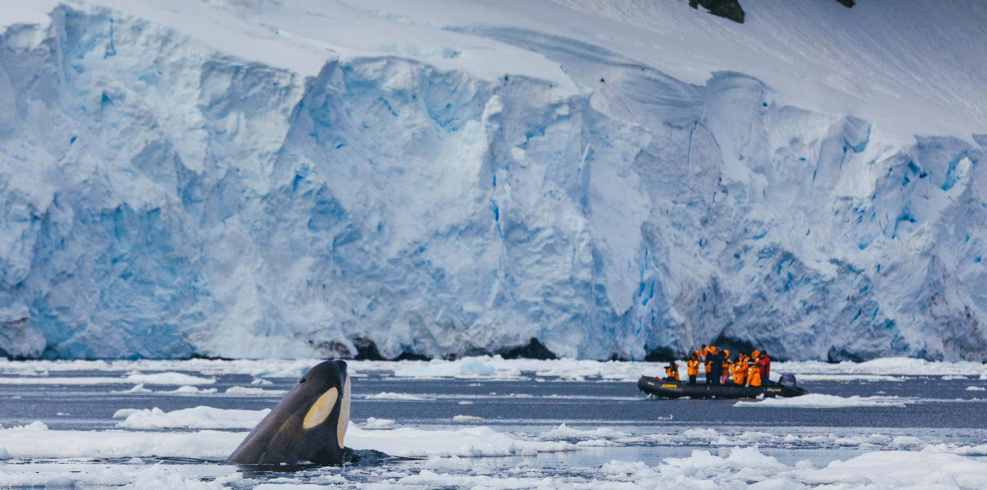 Antarctic Marine Mammals: The World of Whales and Seals